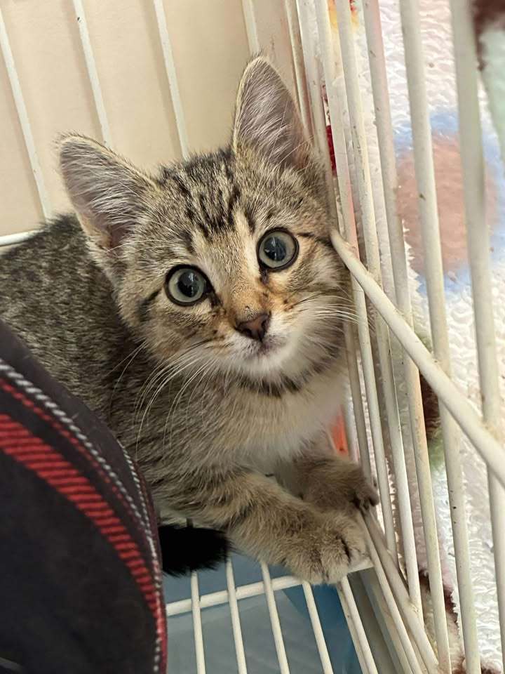 Sweet Caroline, an adoptable Domestic Short Hair in Dillon, MT, 59725 | Photo Image 1