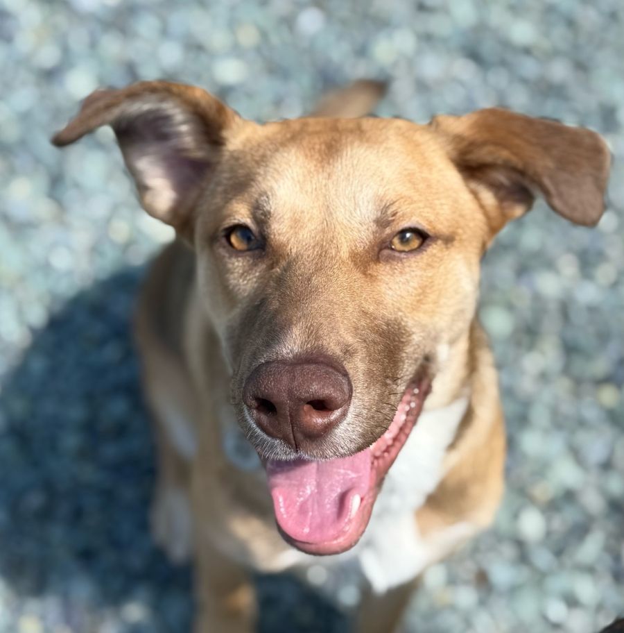Amber