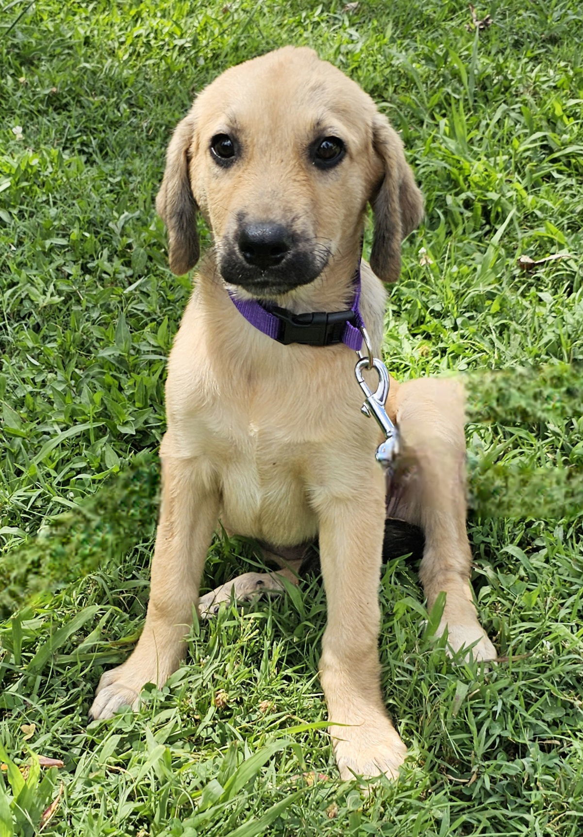 PUPPY DREAM GIRL
