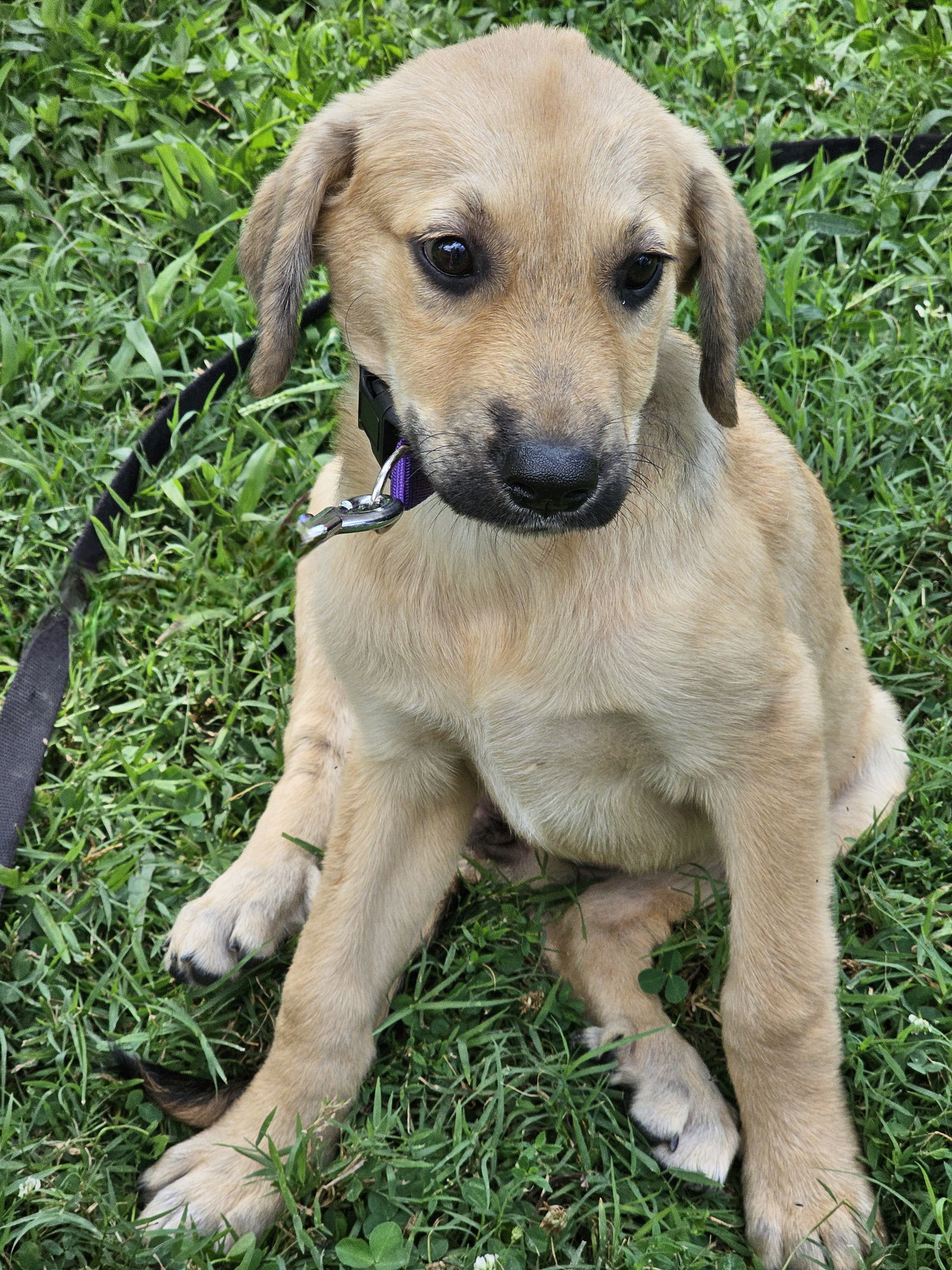 PUPPY DREAM GIRL