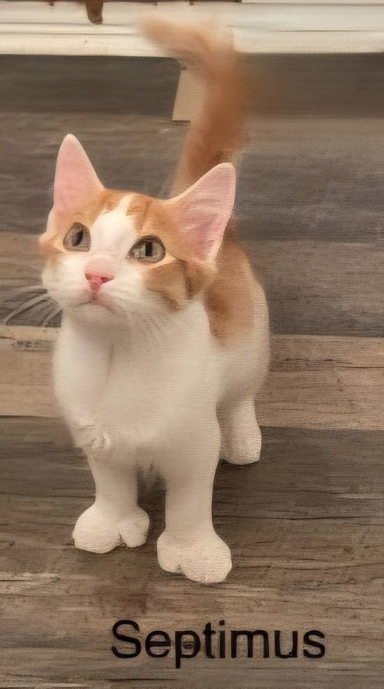 KITTEN SEPTIMUS