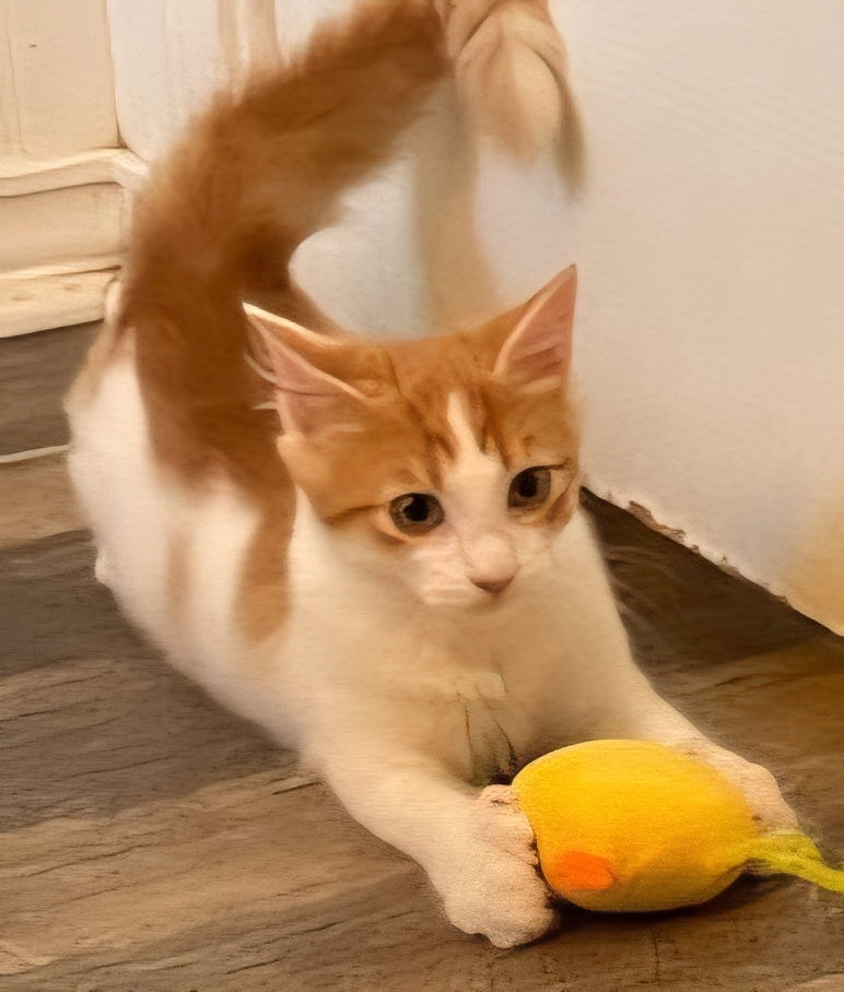 KITTEN SEPTIMUS