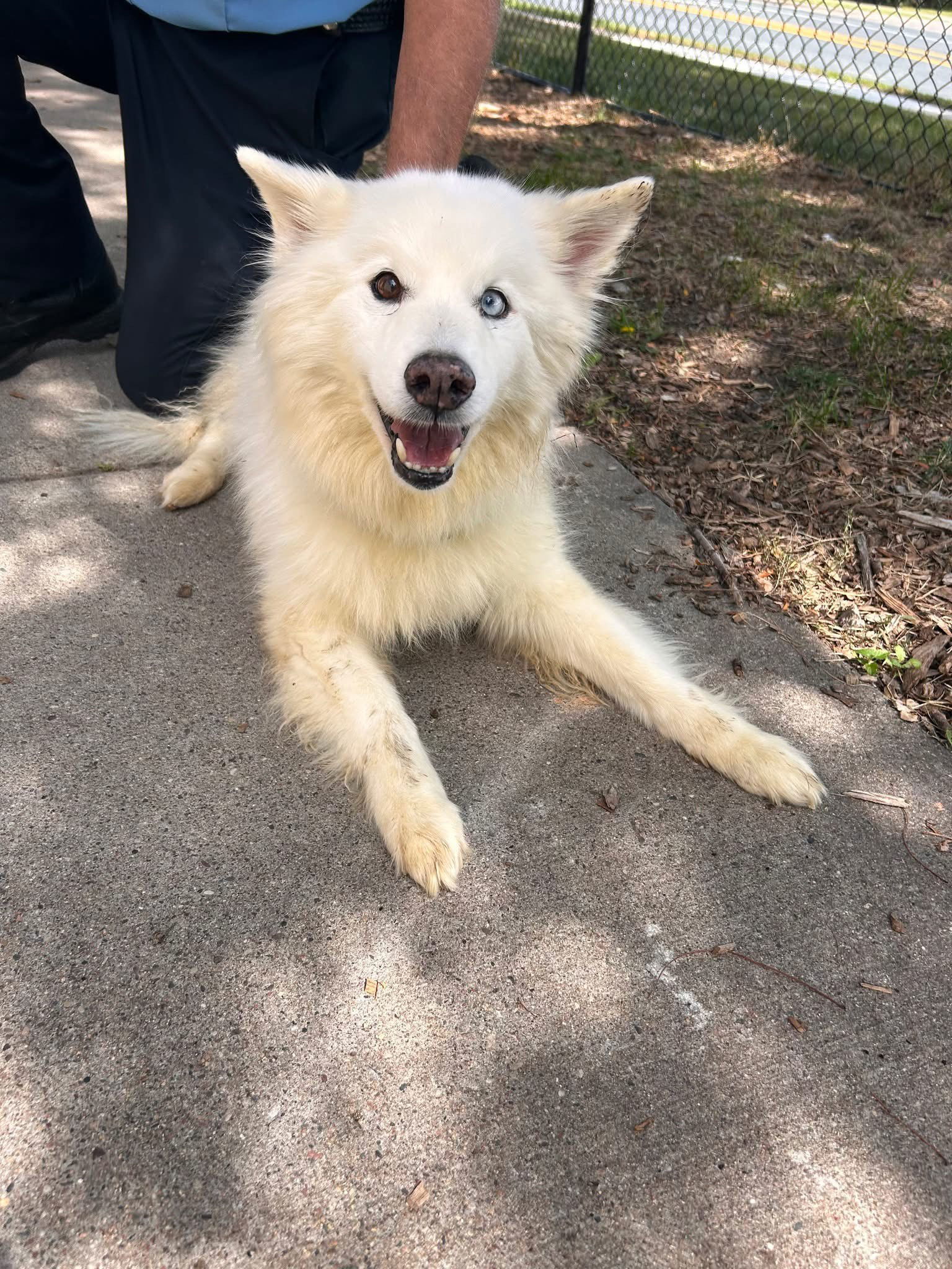 Sammy Bear, an adoptable Samoyed, American Eskimo Dog in Princeton, MN, 55371 | Photo Image 2