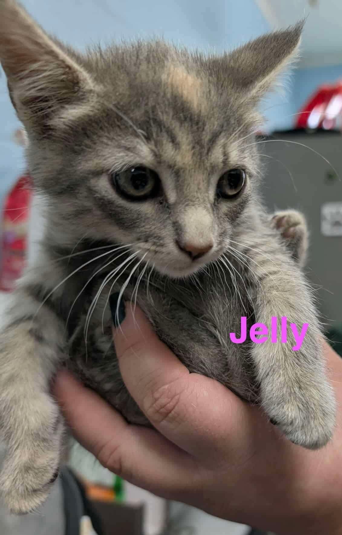 Jelly Anna: At shelter