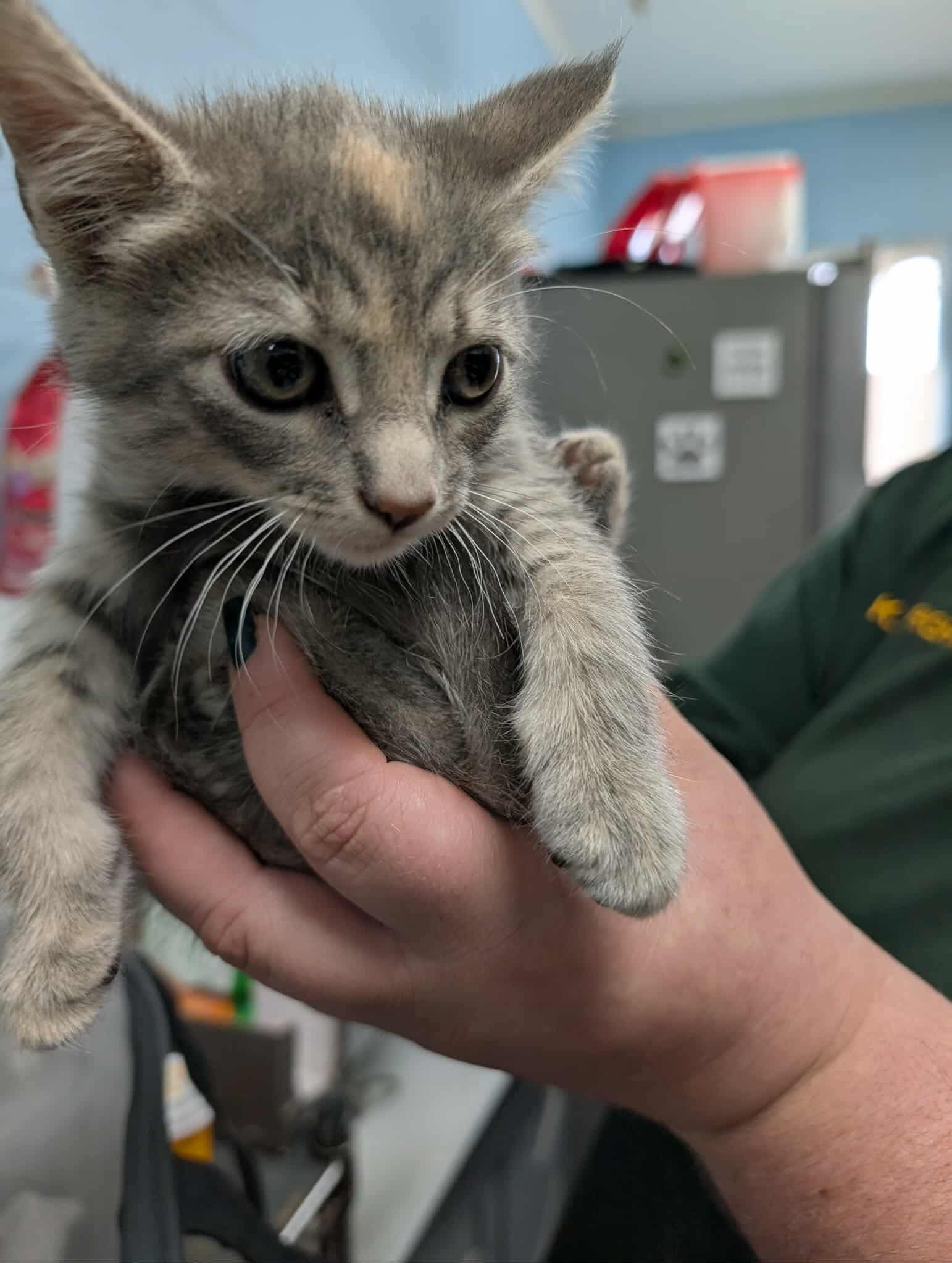 Jelly Anna: At shelter