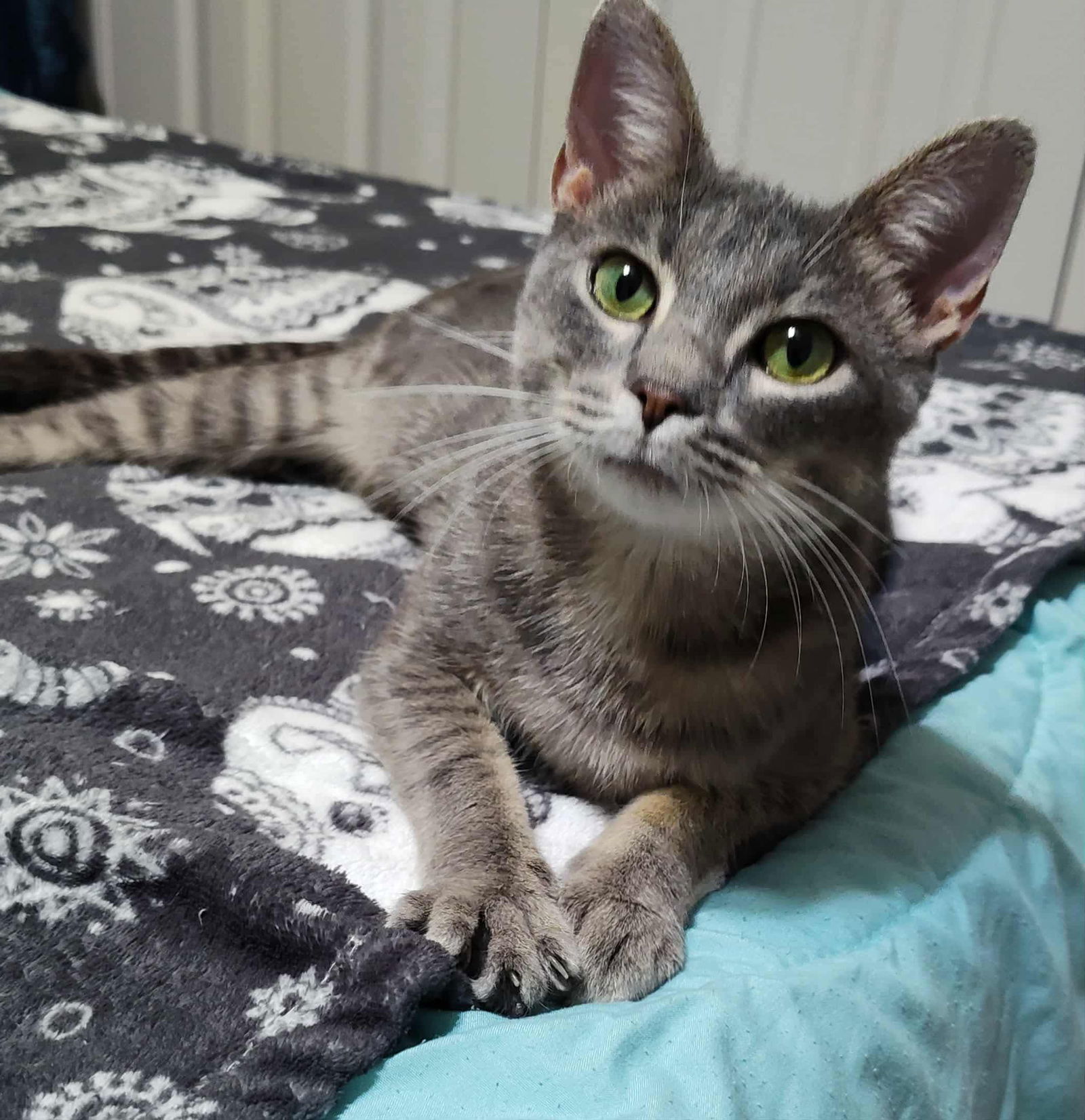 Florentine: Not at shelter (Mary P)