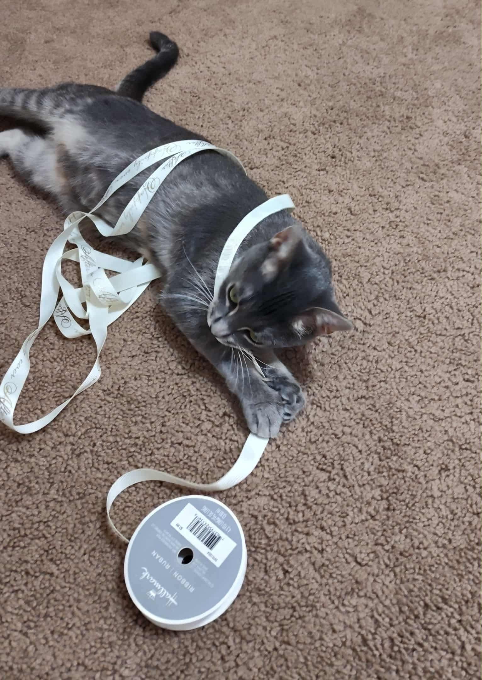 Florentine: Not at shelter (Mary P)