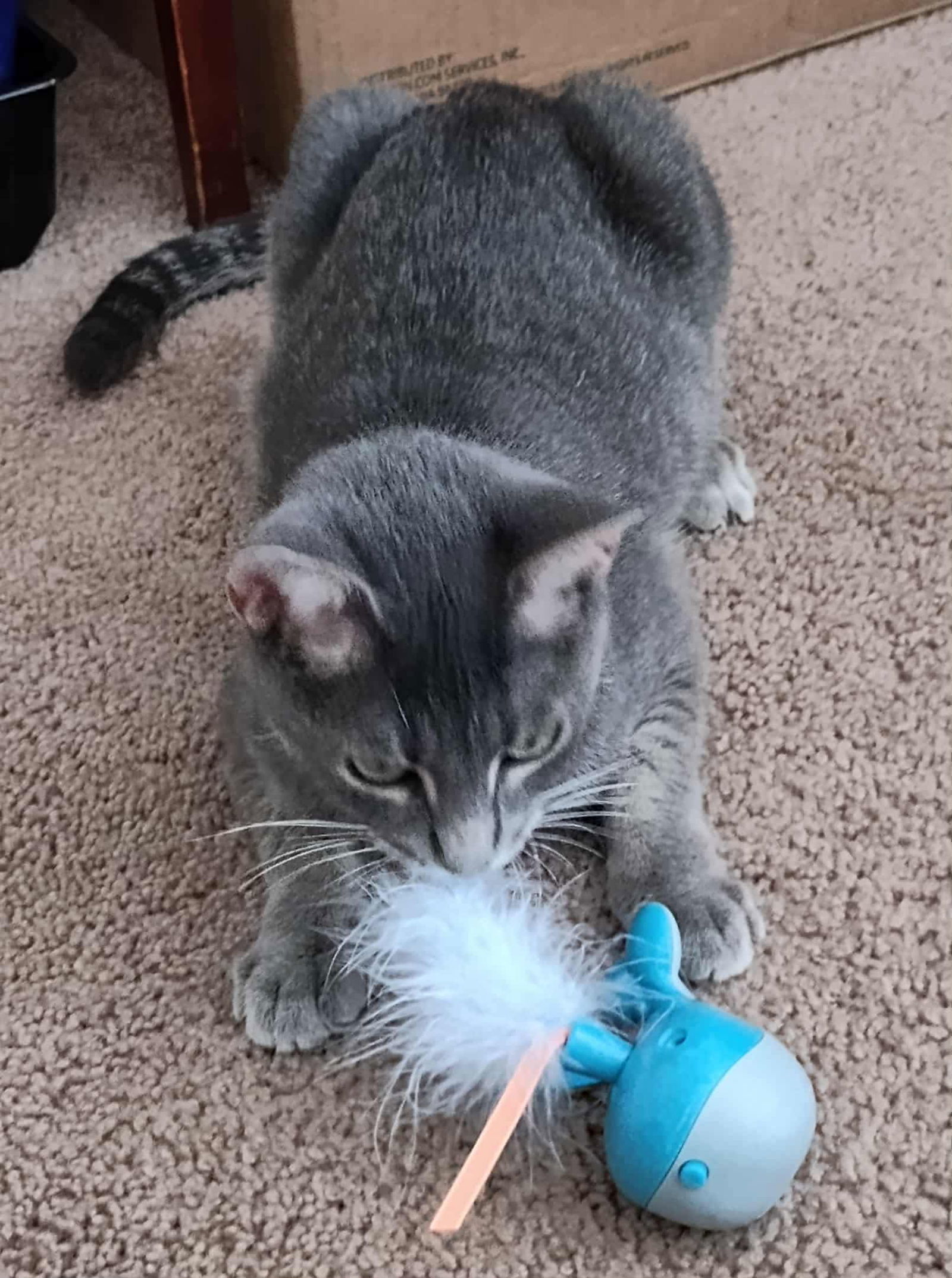 Florentine: Not at shelter (Mary P)