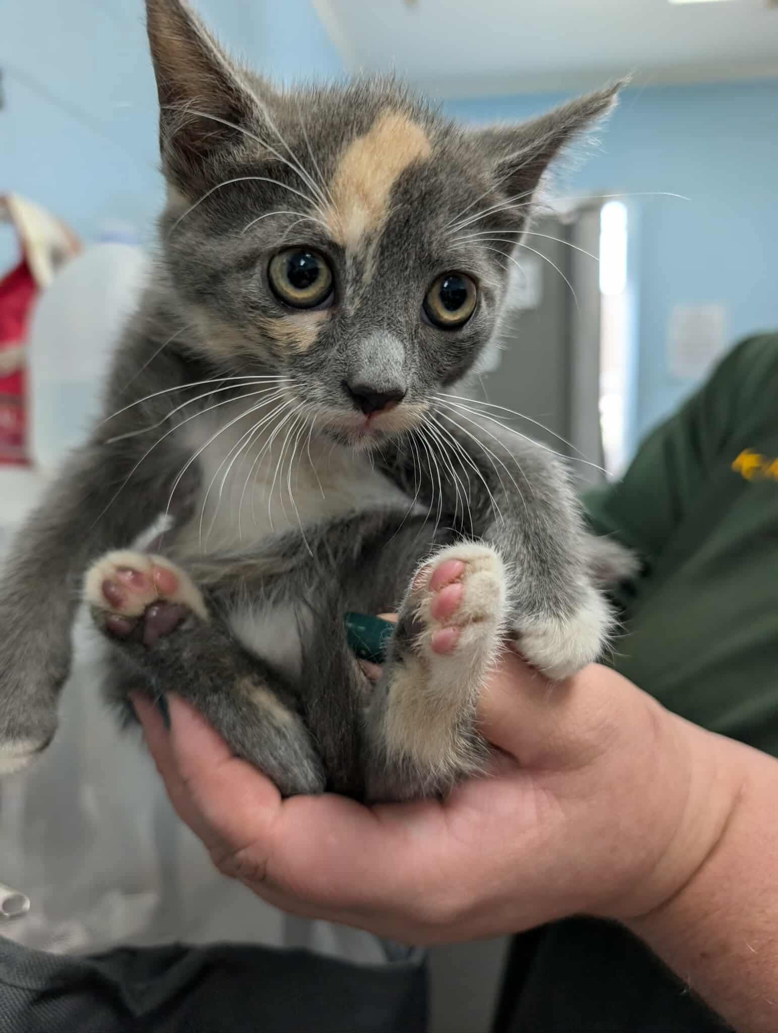 Custard: At shelter