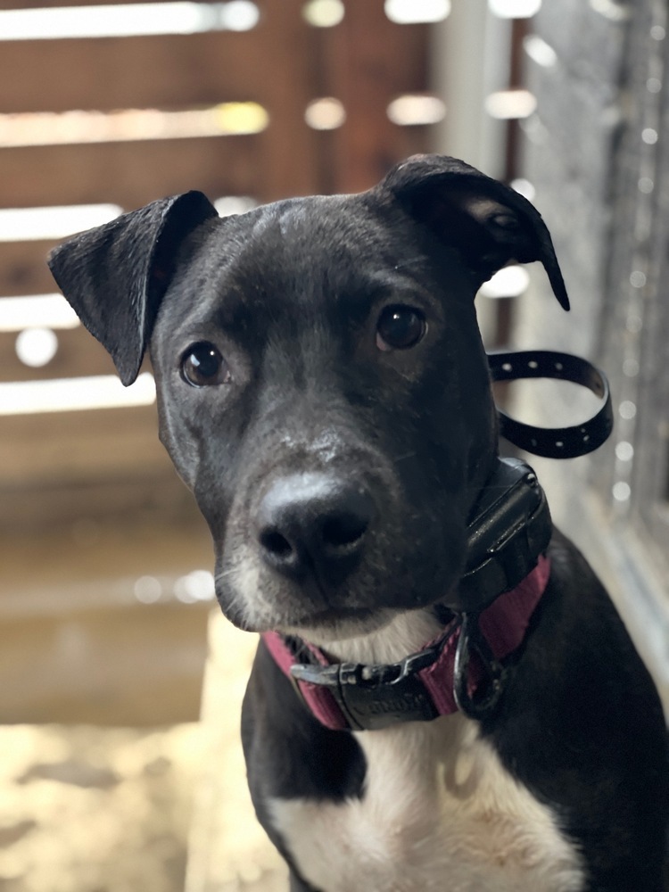 Ripley fka Panera - Fast Food litter