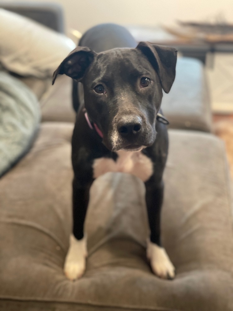 Ripley fka Panera - Fast Food litter