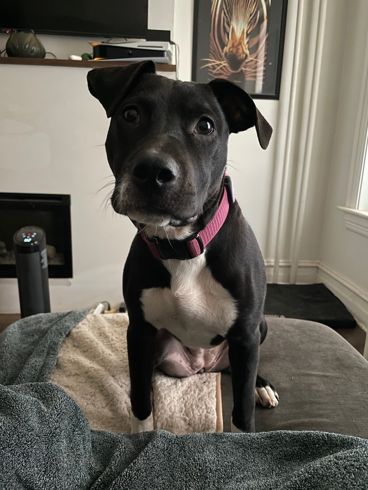 Ripley fka Panera - Fast Food litter