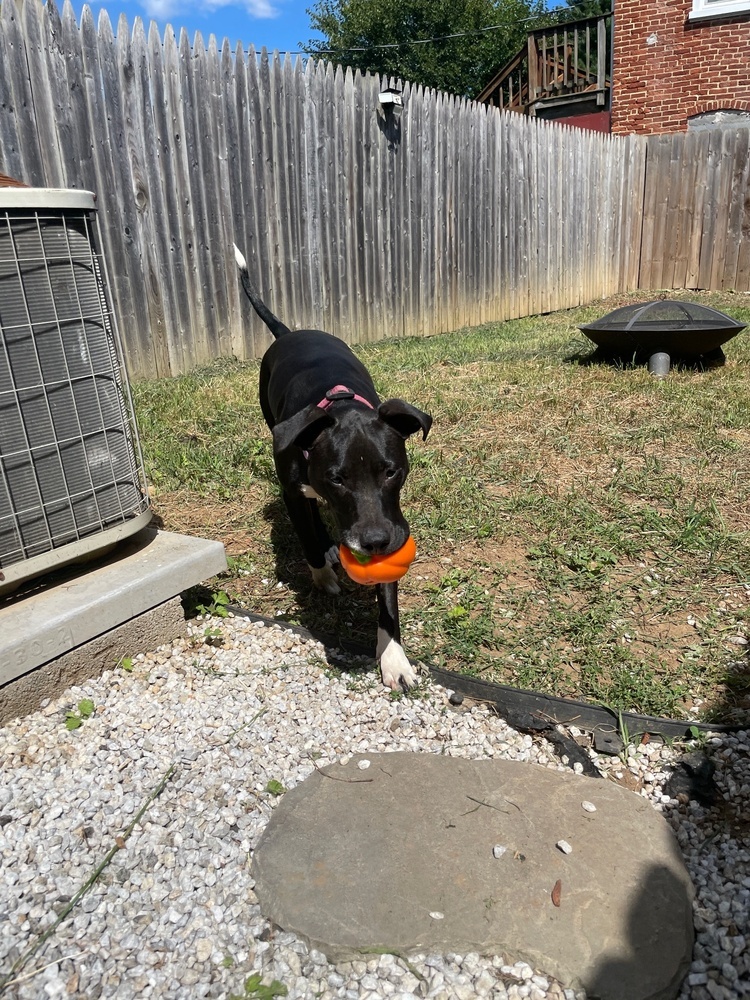 Ripley fka Panera - Fast Food litter