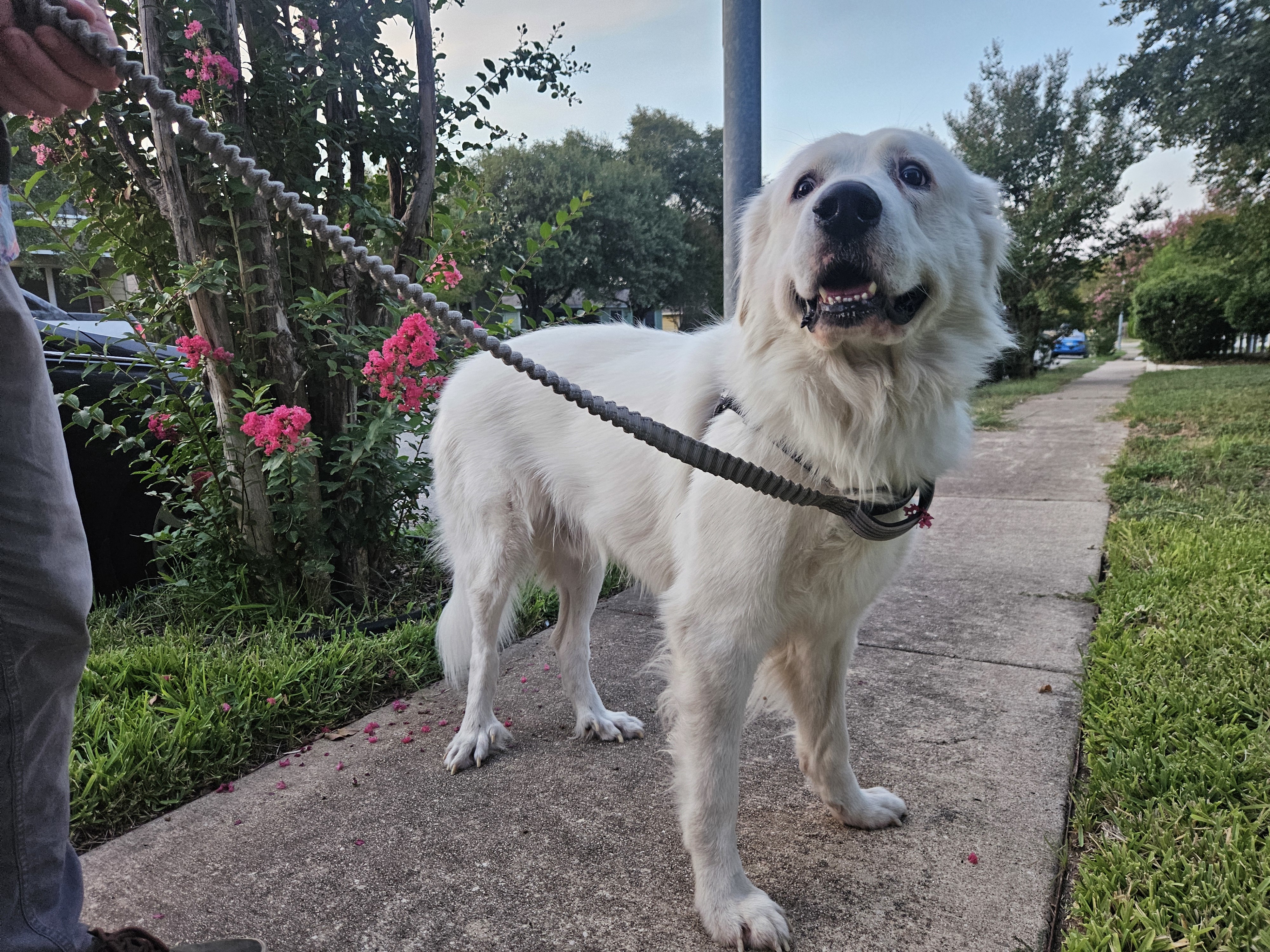 Arlo ATX 9/25