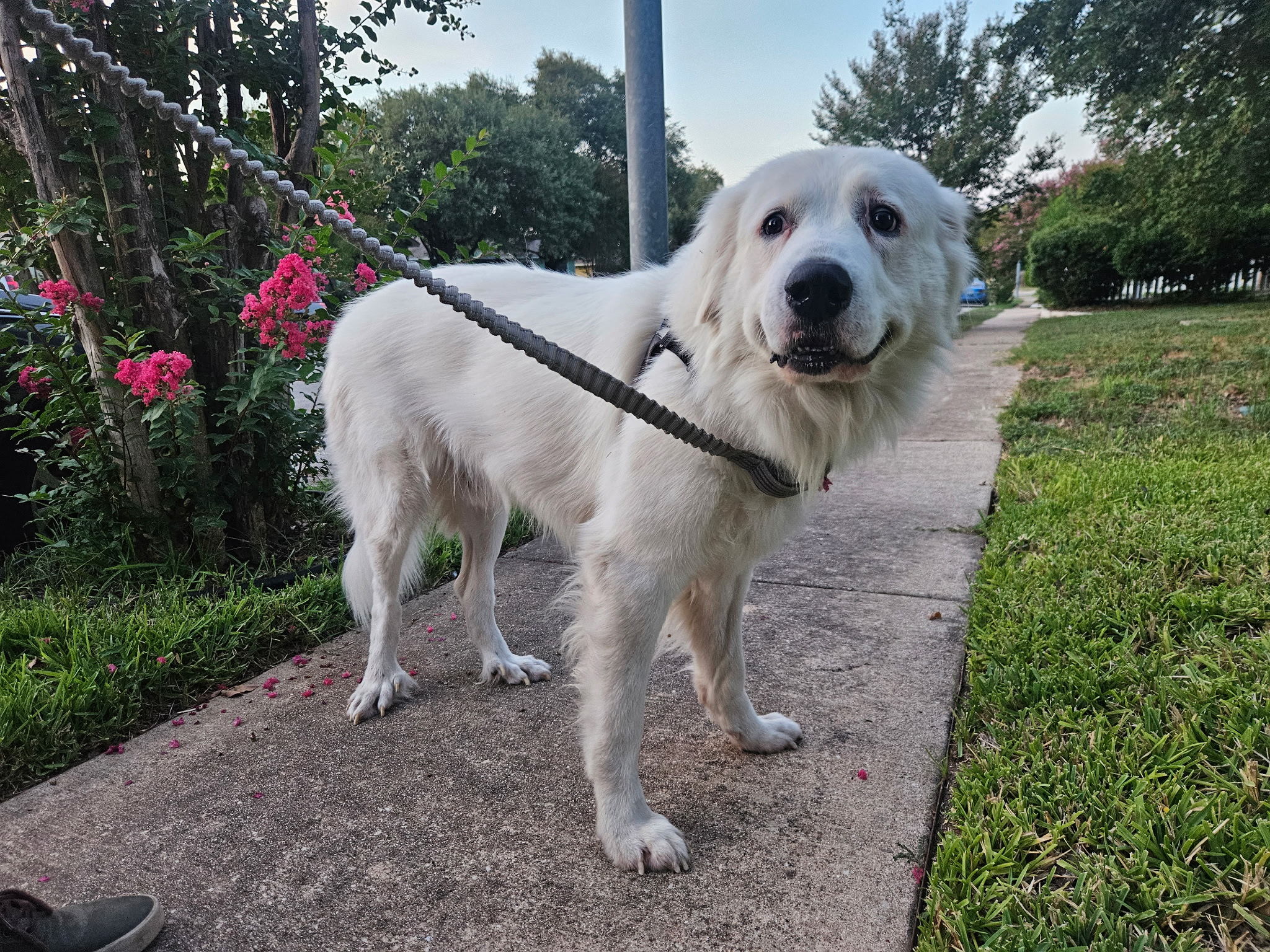 Arlo ATX 9/25