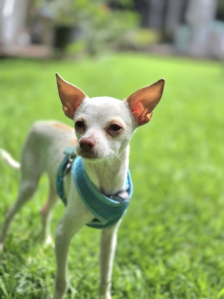 BUG, an adoptable Chihuahua in Langley, BC, V2Y 3K1 | Photo Image 1