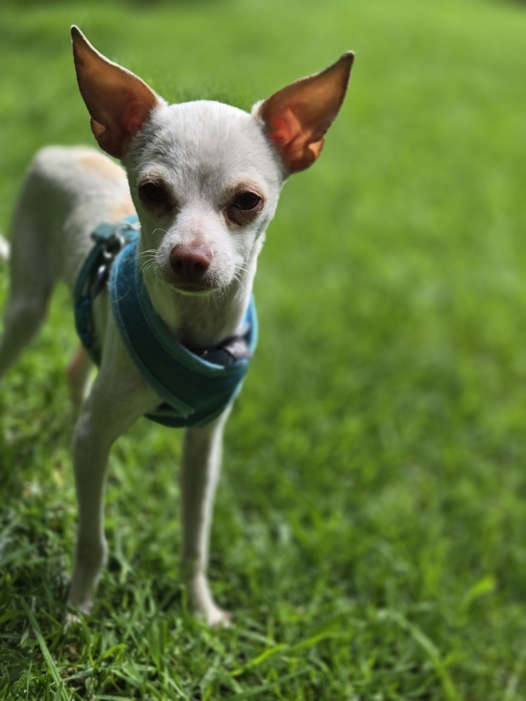 BUG, an adoptable Chihuahua in Langley, BC, V2Y 3K1 | Photo Image 2