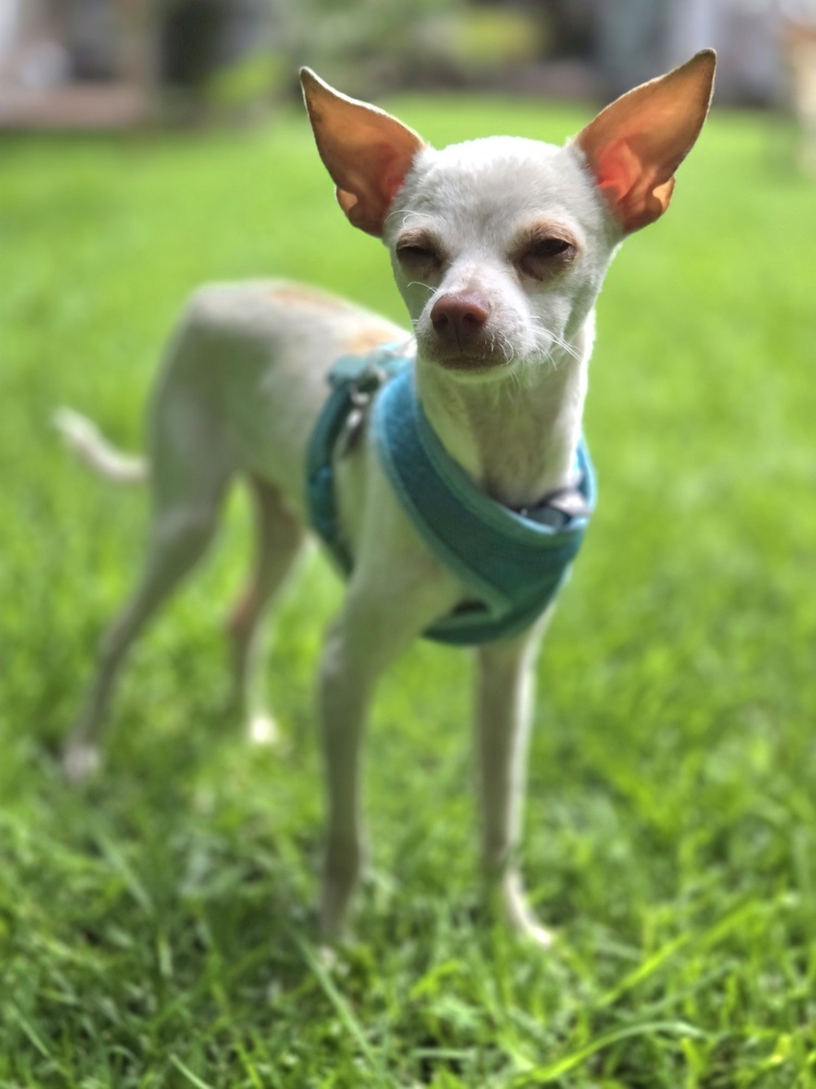 BUG, an adoptable Chihuahua in Langley, BC, V2Y 3K1 | Photo Image 3
