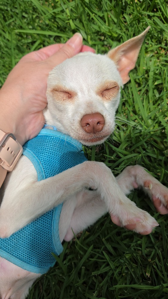 BUG, an adoptable Chihuahua in Langley, BC, V2Y 3K1 | Photo Image 4