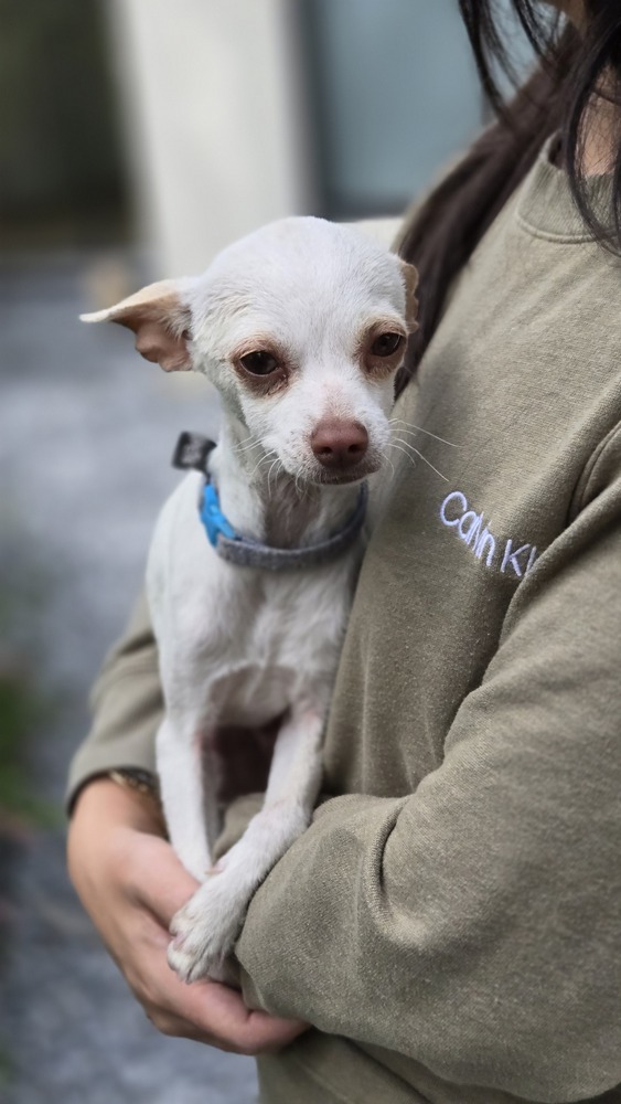BUG, an adoptable Chihuahua in Langley, BC, V2Y 3K1 | Photo Image 5