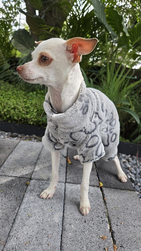 BUG, an adoptable Chihuahua in Langley, BC, V2Y 3K1 | Photo Image 6