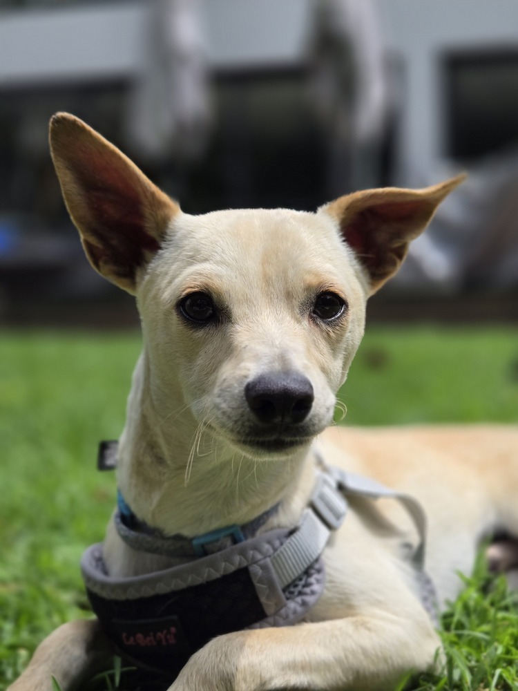 MAXIMUS, an adoptable Chihuahua in Langley, BC, V2Y 3K1 | Photo Image 1