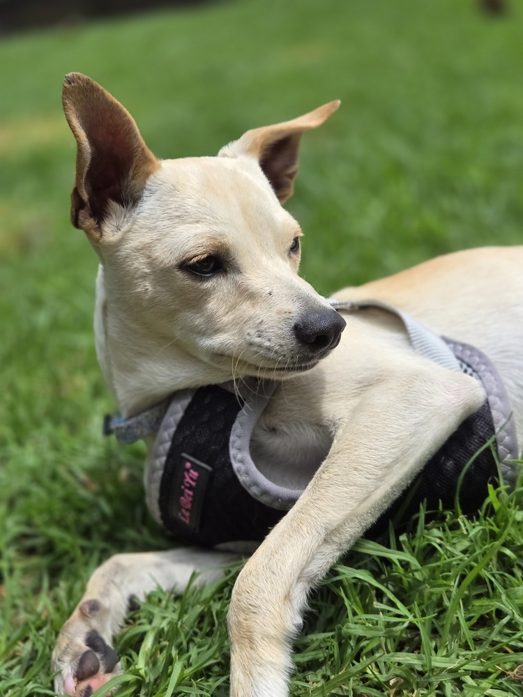 MAXIMUS, an adoptable Chihuahua in Langley, BC, V2Y 3K1 | Photo Image 2