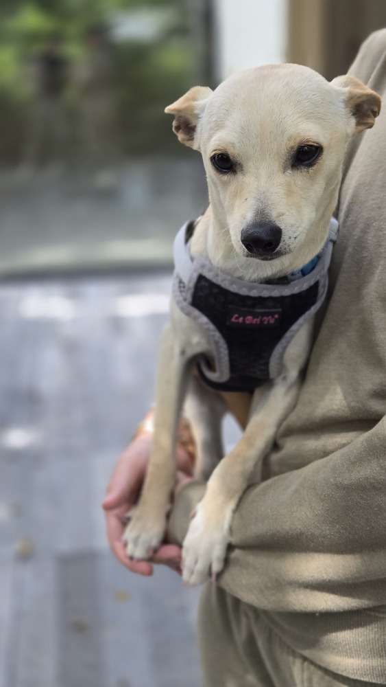 MAXIMUS, an adoptable Chihuahua in Langley, BC, V2Y 3K1 | Photo Image 3