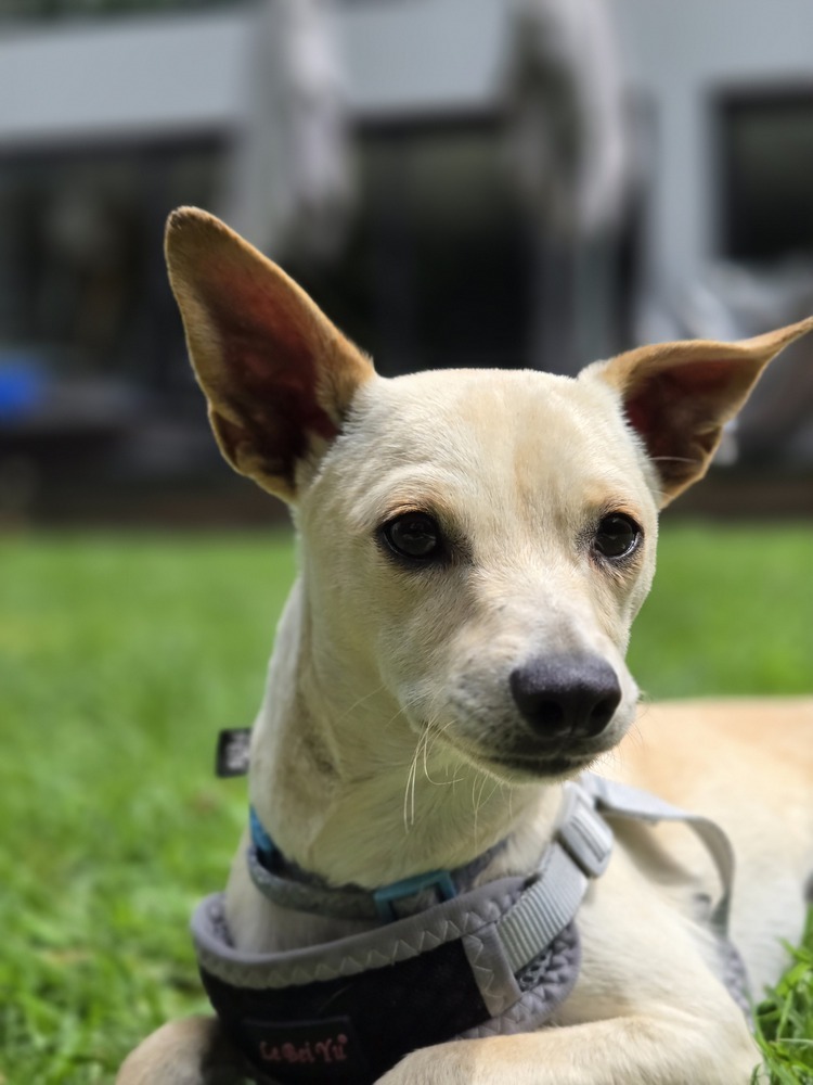 MAXIMUS, an adoptable Chihuahua in Langley, BC, V2Y 3K1 | Photo Image 5
