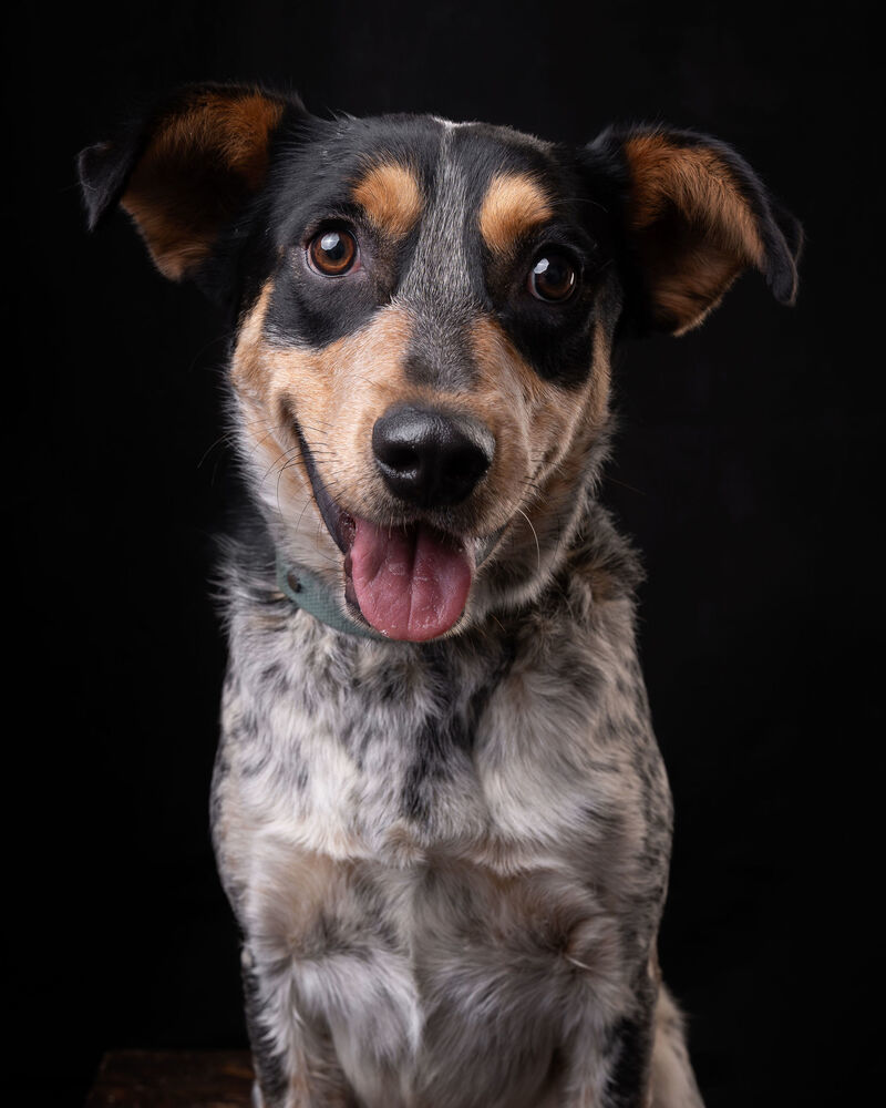 NANDO, an adoptable Australian Cattle Dog / Blue Heeler in Langley, BC, V2Y 3K1 | Photo Image 1