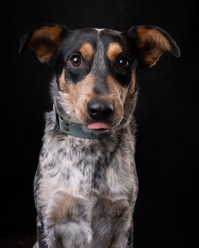 NANDO, an adoptable Australian Cattle Dog / Blue Heeler in Langley, BC, V2Y 3K1 | Photo Image 2