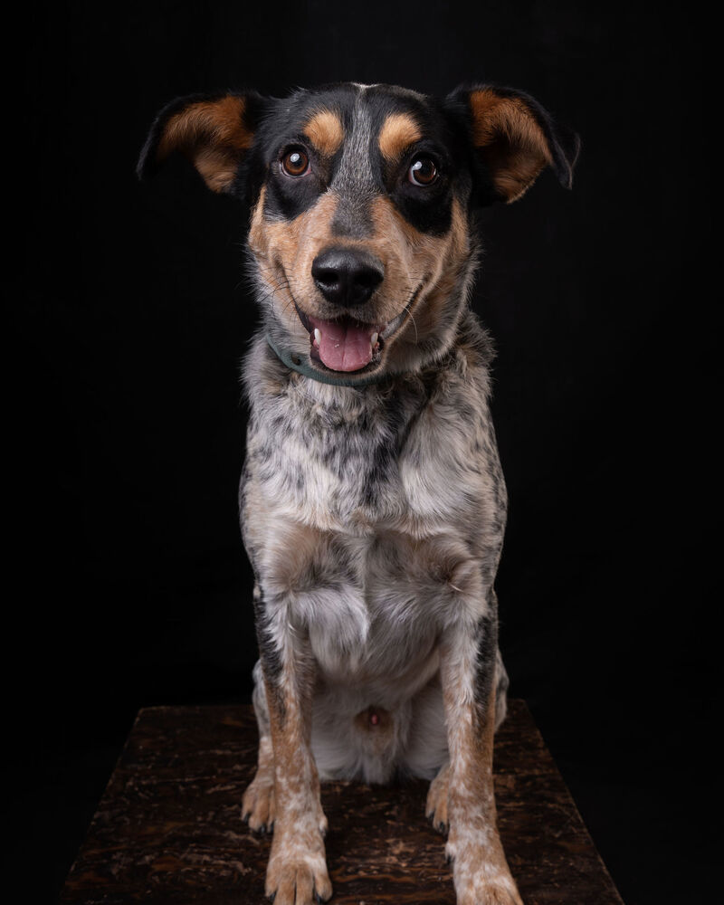 NANDO, an adoptable Australian Cattle Dog / Blue Heeler in Langley, BC, V2Y 3K1 | Photo Image 3