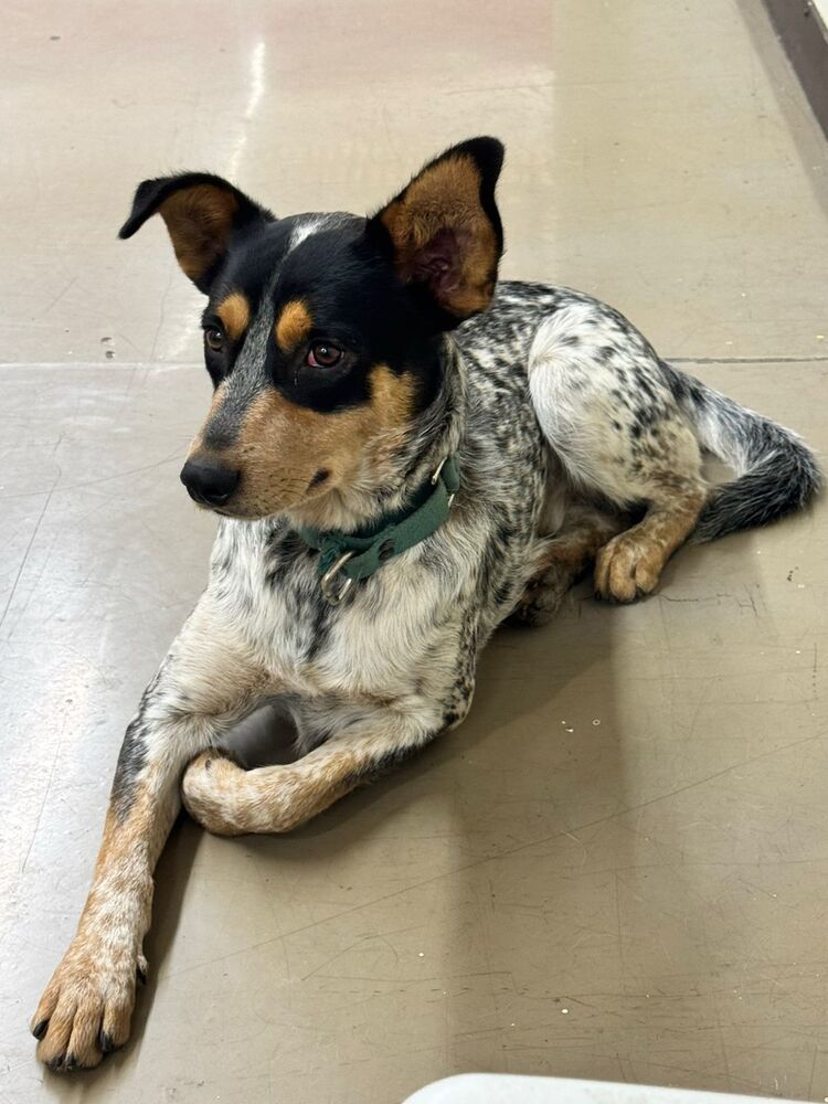 NANDO, an adoptable Australian Cattle Dog / Blue Heeler in Langley, BC, V2Y 3K1 | Photo Image 4