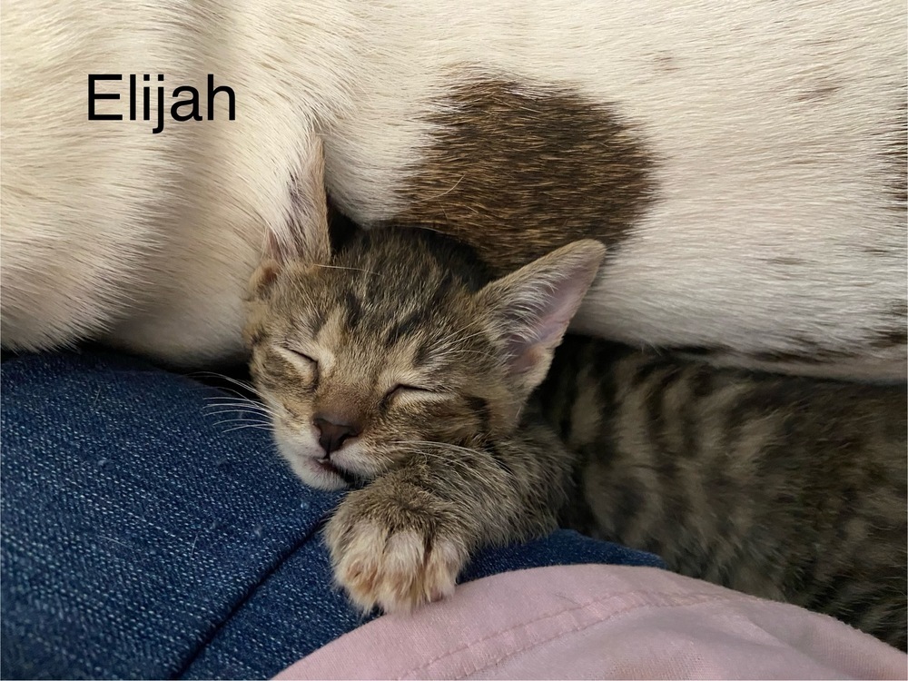 Elijah