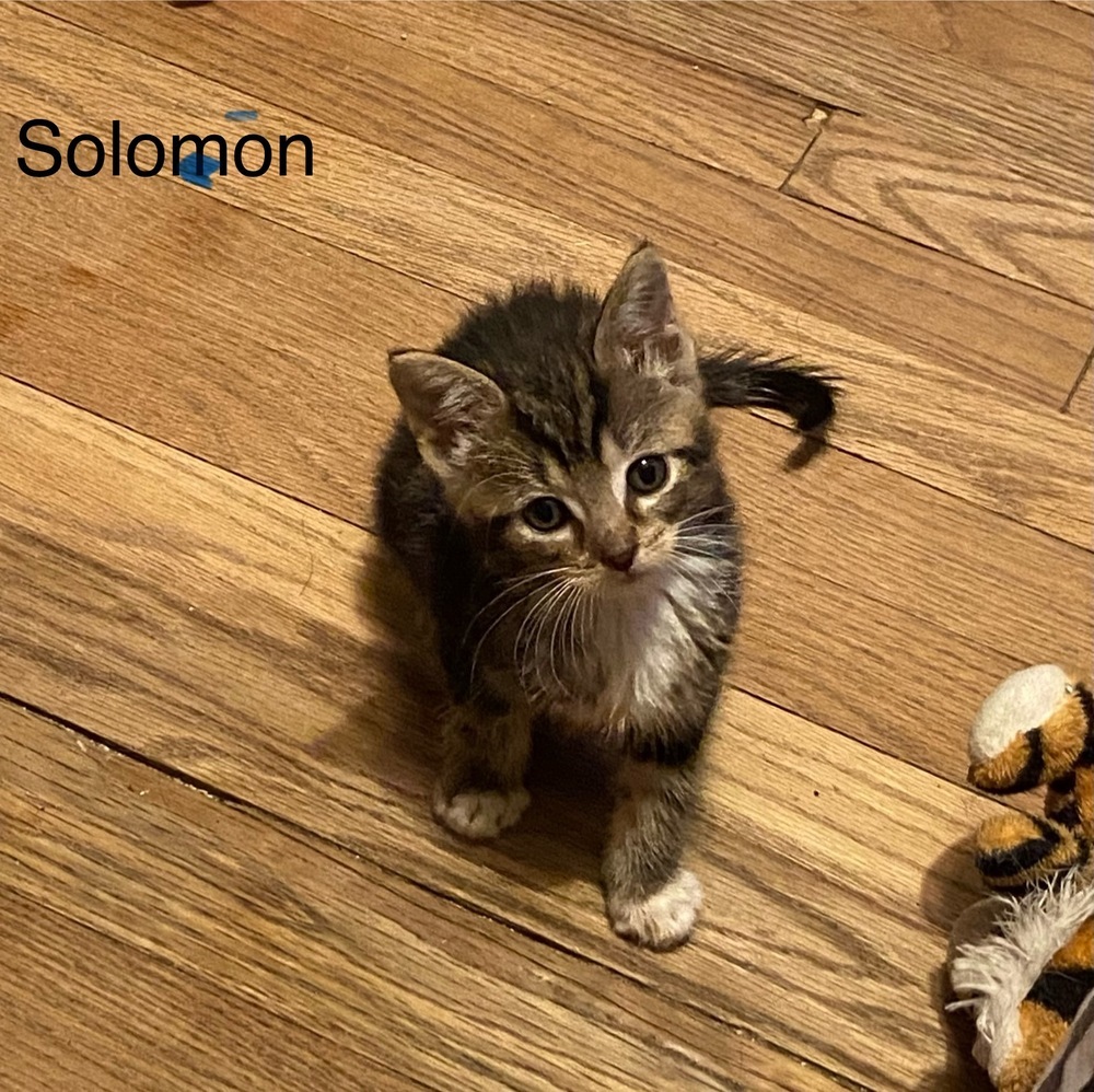 Solomon