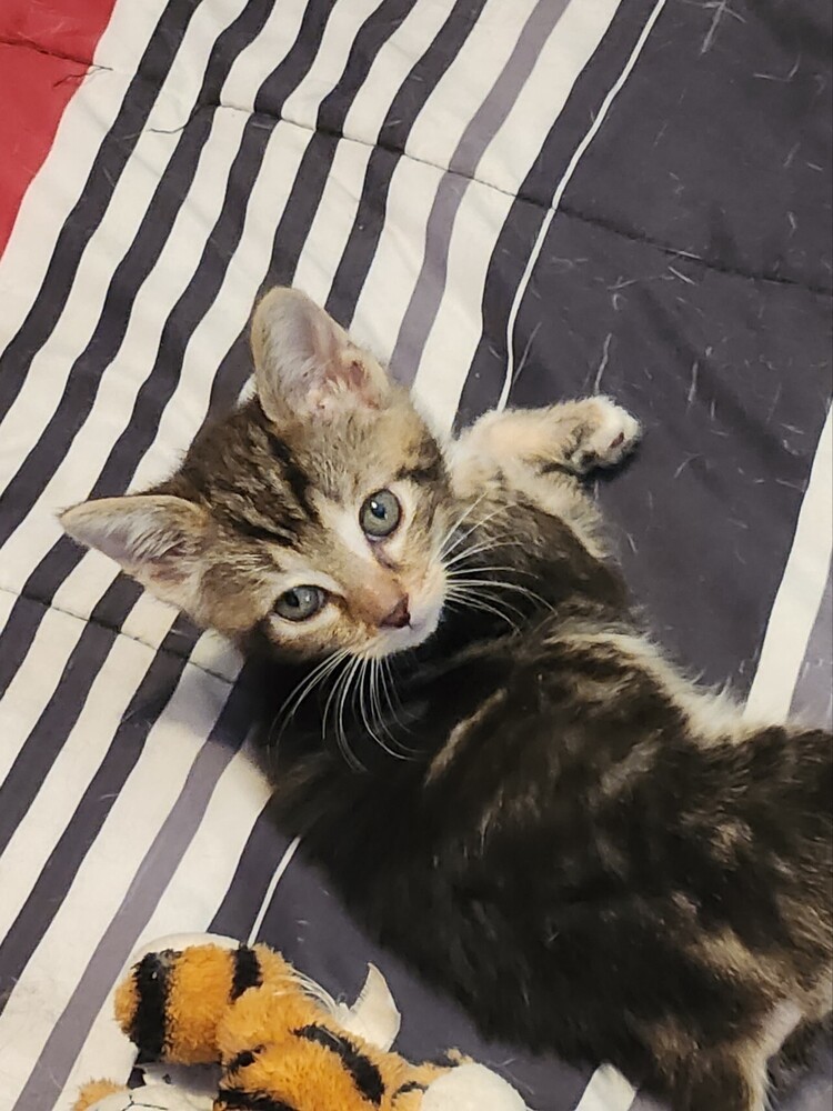 Solomon
