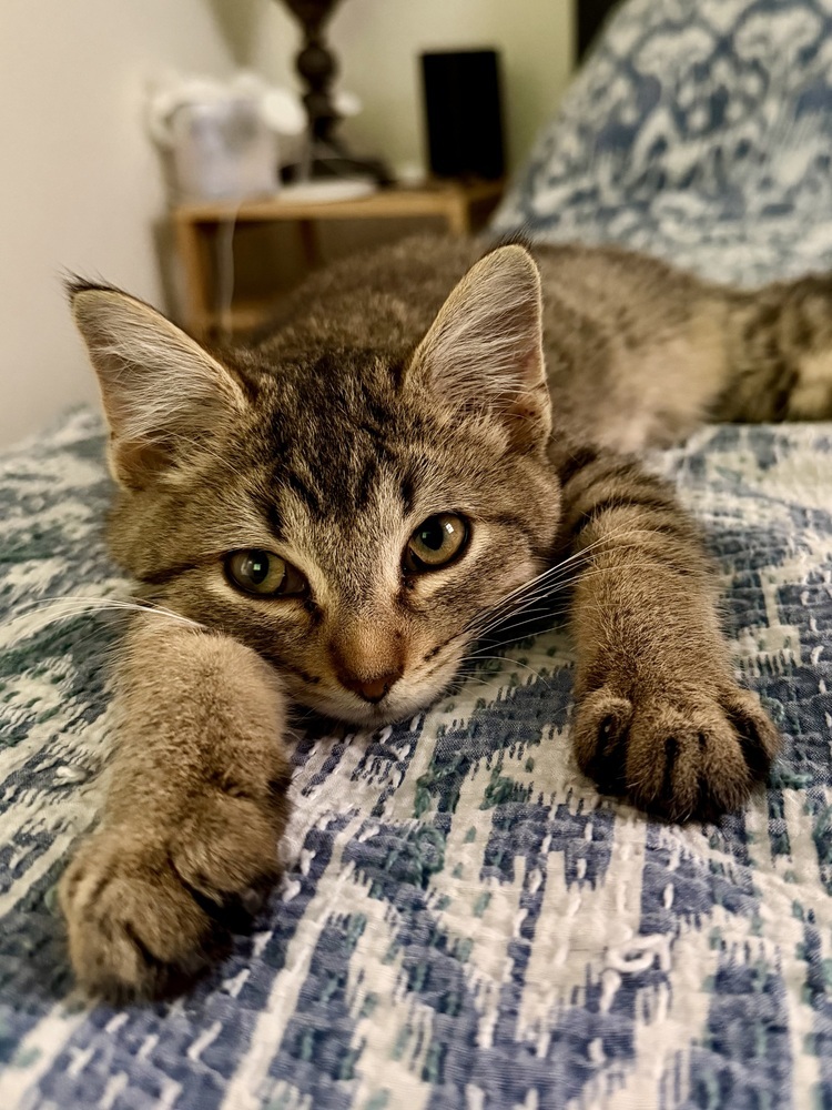 Morris