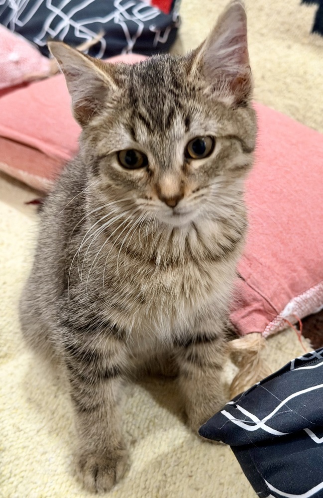 Morris