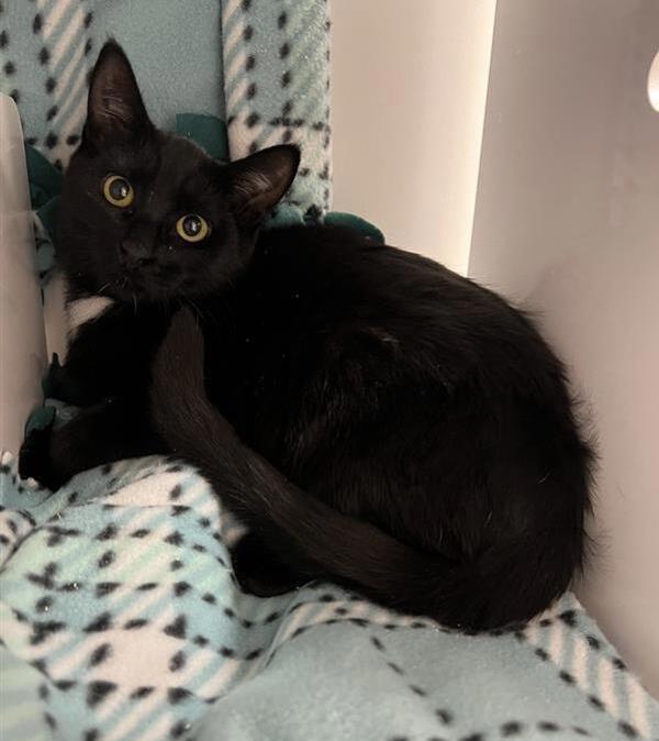 Kala, an adoptable Domestic Short Hair in Great Falls, MT, 59405 | Photo Image 1