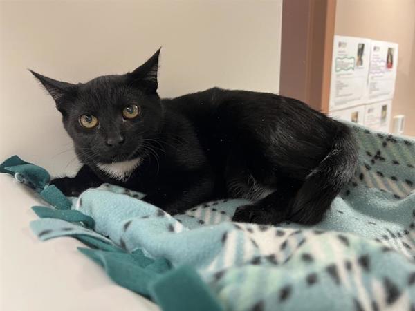 Terk, an adoptable Domestic Short Hair in Great Falls, MT, 59405 | Photo Image 1