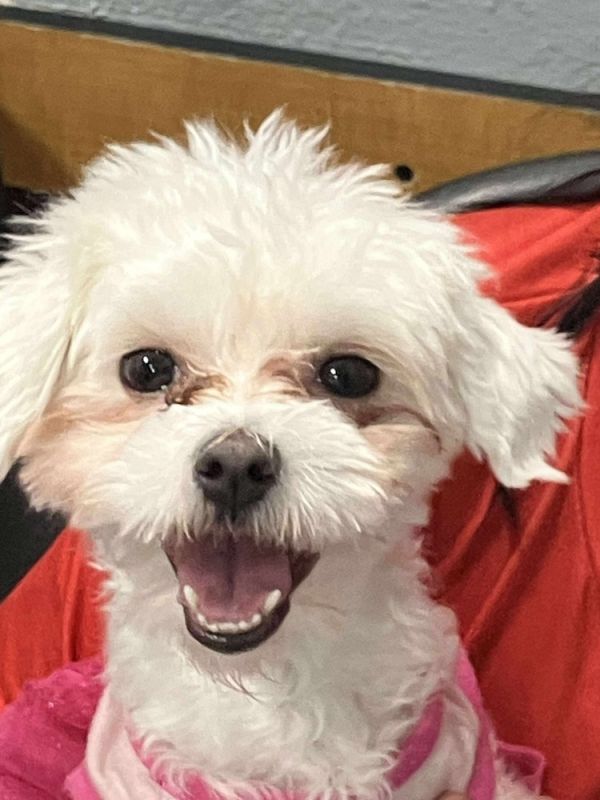 Lulu