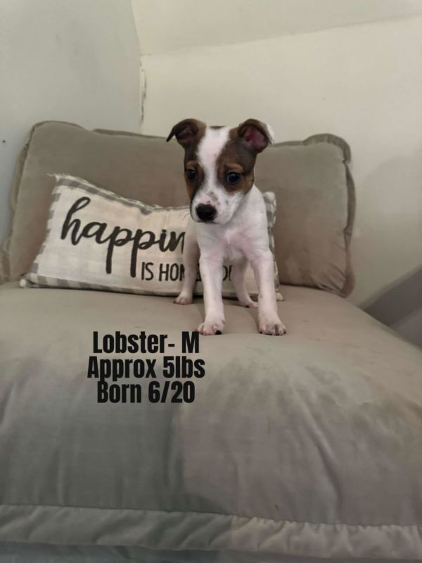 Lobstah
