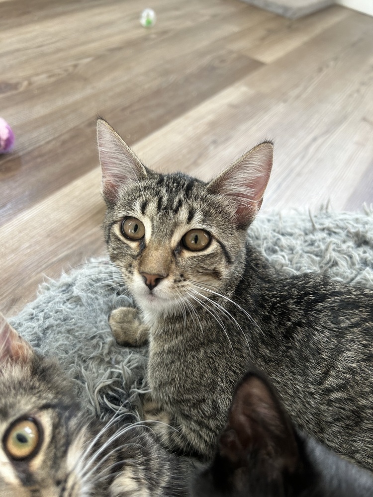 Stormy, an adoptable Domestic Long Hair in Salmon, ID, 83467 | Photo Image 1