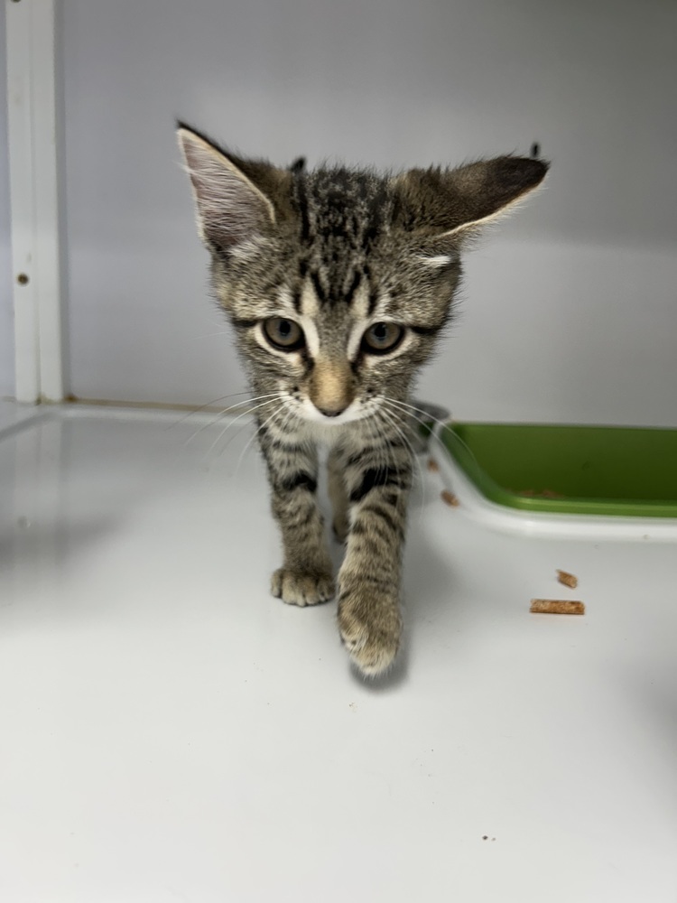 Stormy, an adoptable Domestic Long Hair in Salmon, ID, 83467 | Photo Image 2