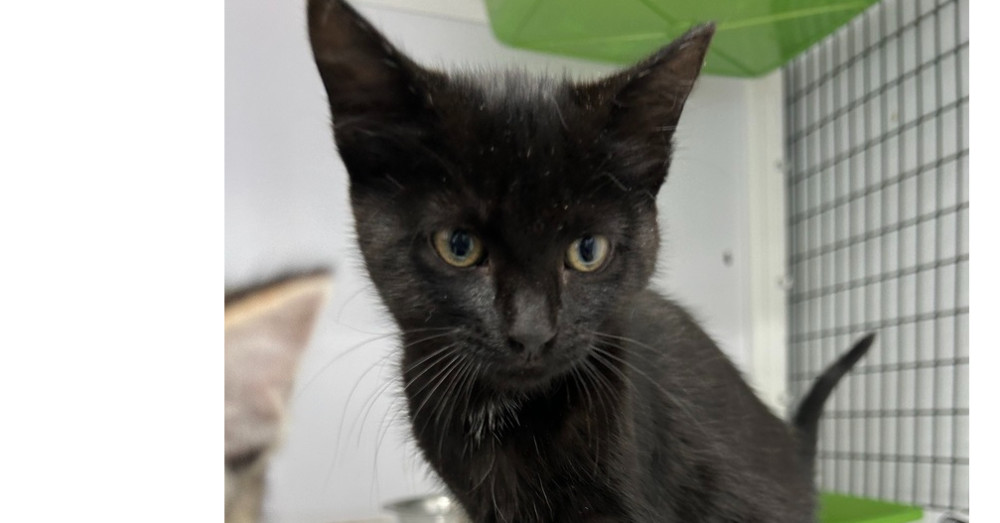 Tigger, an adoptable Domestic Short Hair in Salmon, ID, 83467 | Photo Image 1