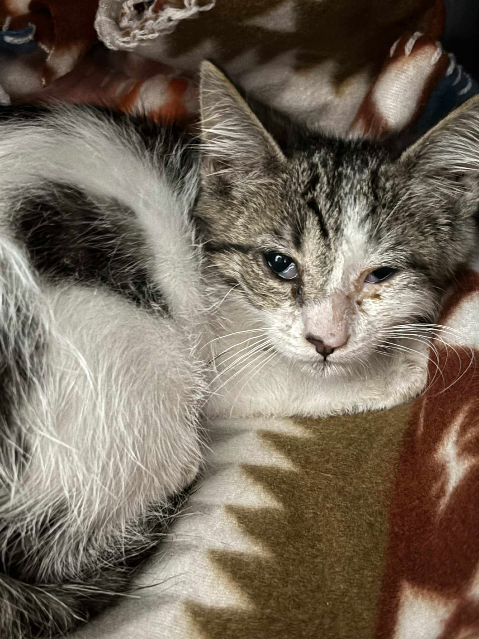Thomas: At shelter