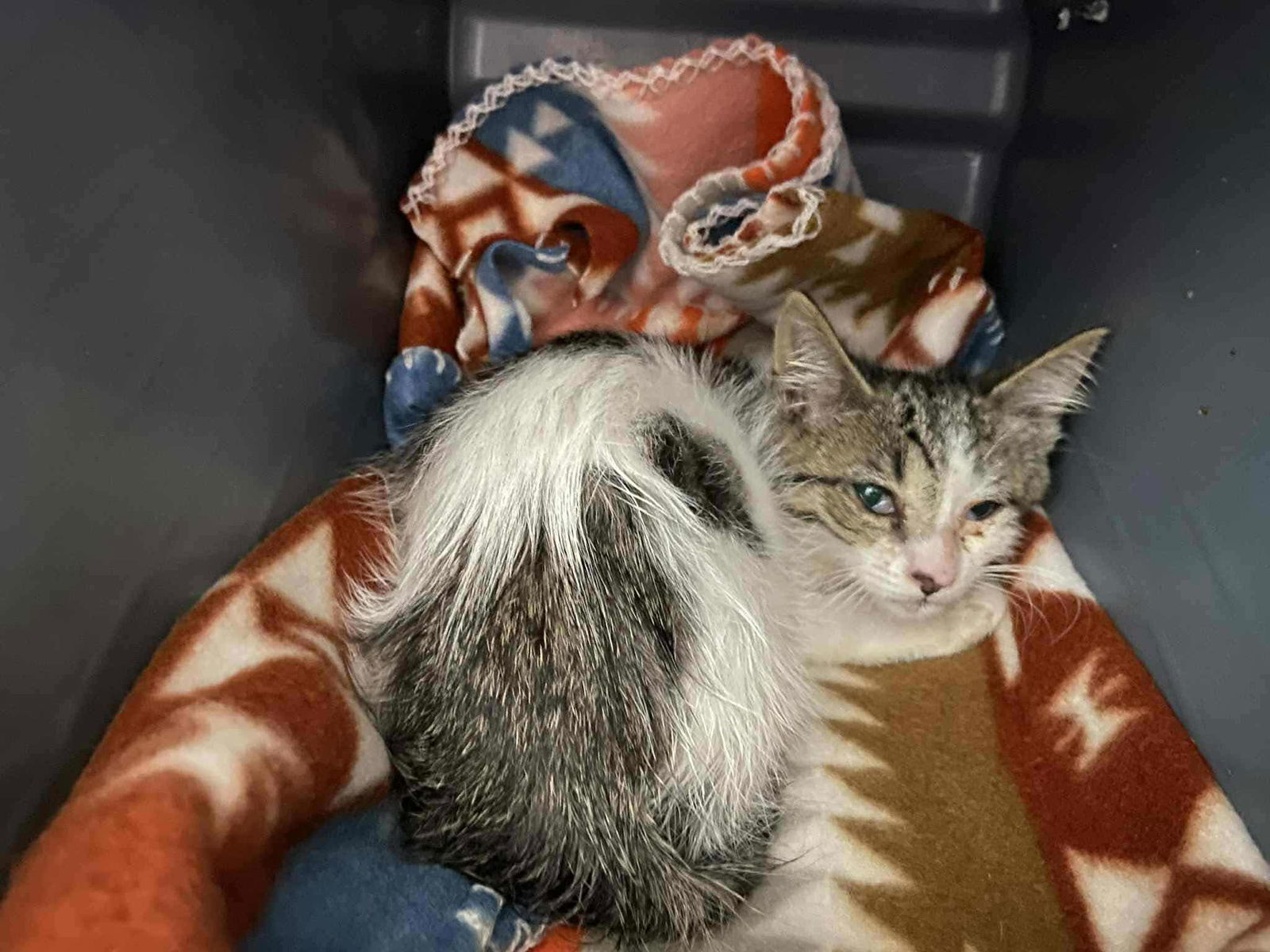 Thomas: At shelter