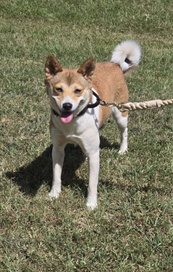 Hana - At shelter available 9/16