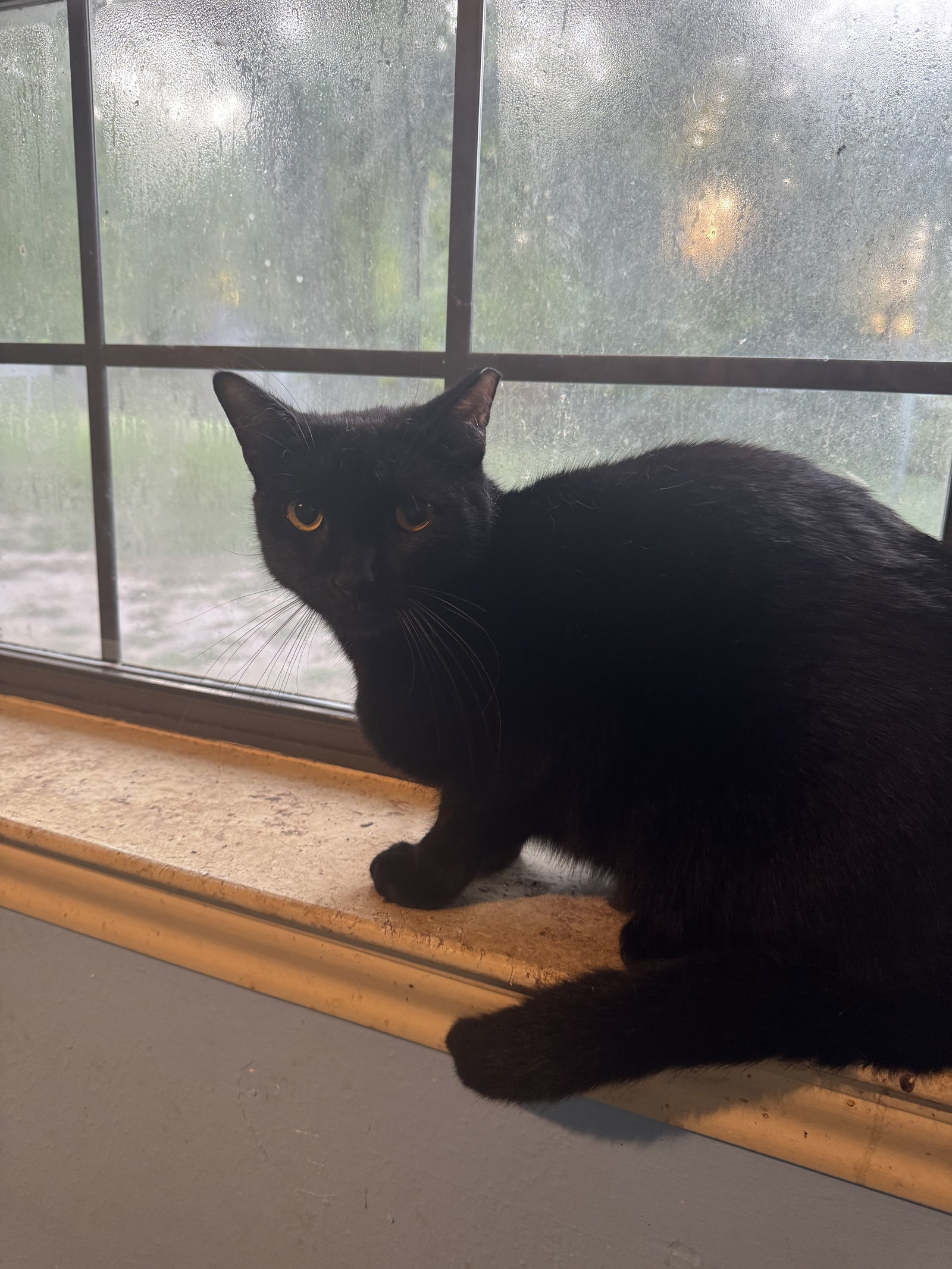 Licorice