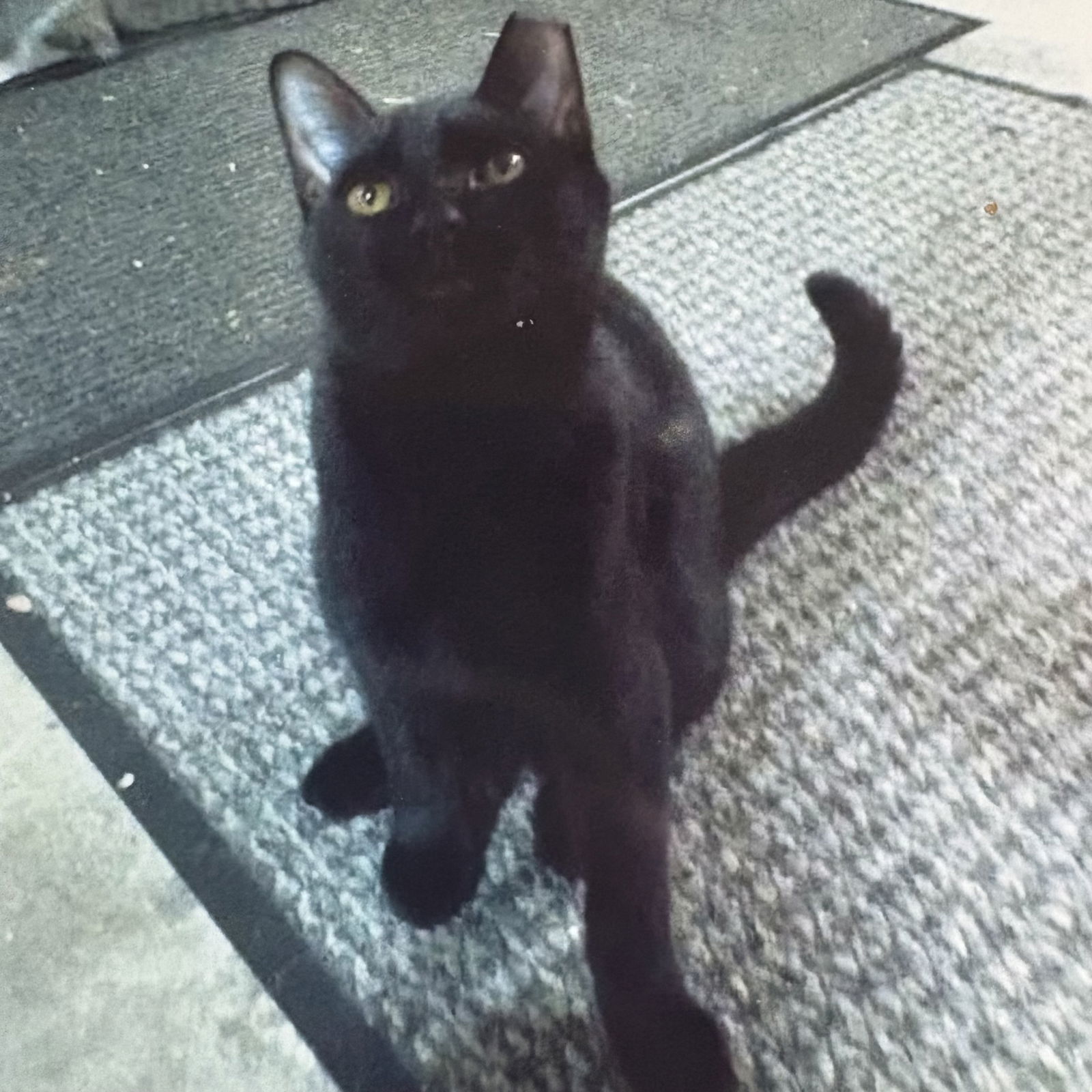 Licorice